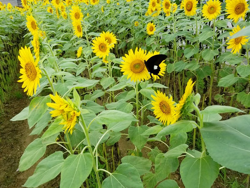 平栗ひまわりプロジェクト